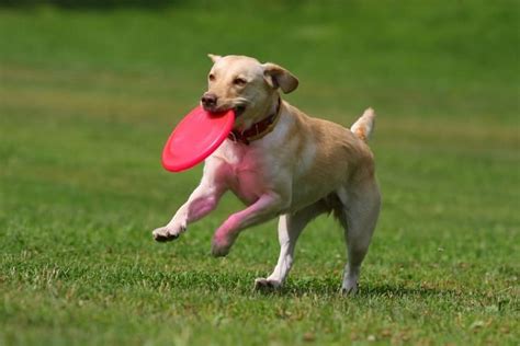 Mini Frisbee For Small Dog Top 5 Choices For Pet Owners Best