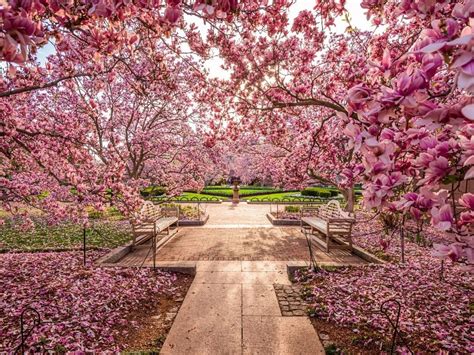 Where To See Cherry Blossoms In Washington Dc Map And Insiders Guide