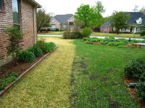 Pine needle tea offers an inhibitory effect against components of the coagulation cascade and against the inappropriate replication and modification of rna and dna. Signature Gardens: LATE WINTER/SPRING Newsletter