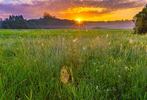 Vibrant Summer Sunrise Over Foggy Magical Meadow Stock Photo Image