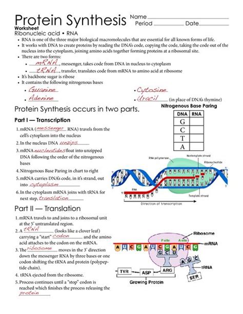 Learn about the many steps involved in protein synthesis including: Worksheets and Protein on Pinterest