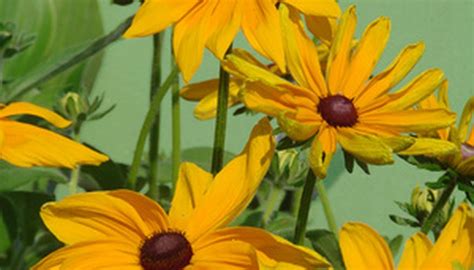 Common Flowers In Maryland Garden Guides
