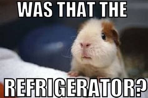 Guinea Pig Memes That Will Make You Laugh Merry About Town