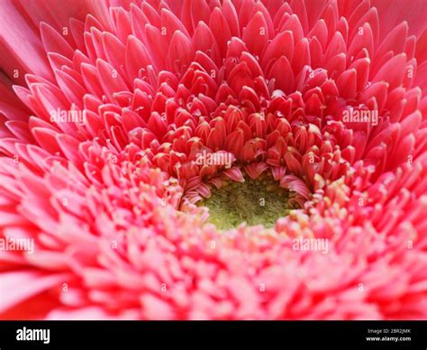 Rose Daisy Gerbera Flowers Hi Res Stock Photography And Images Alamy