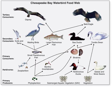 Food Webs Freshwater Biome Facts