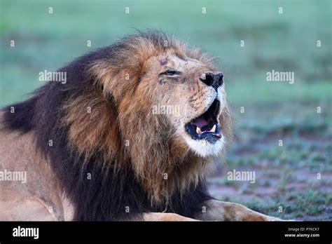 Roaring Mane Lion Panthera Leo In The Morning Light Maasai Mara