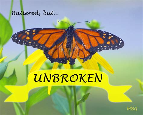 Butterfly Quotes Inspirational Quotesgram