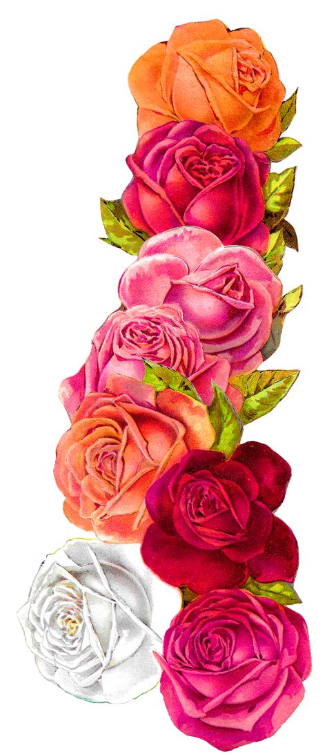 Pink Flowers Rose Clip Art Pink Rose Border Png Rose Painting Images