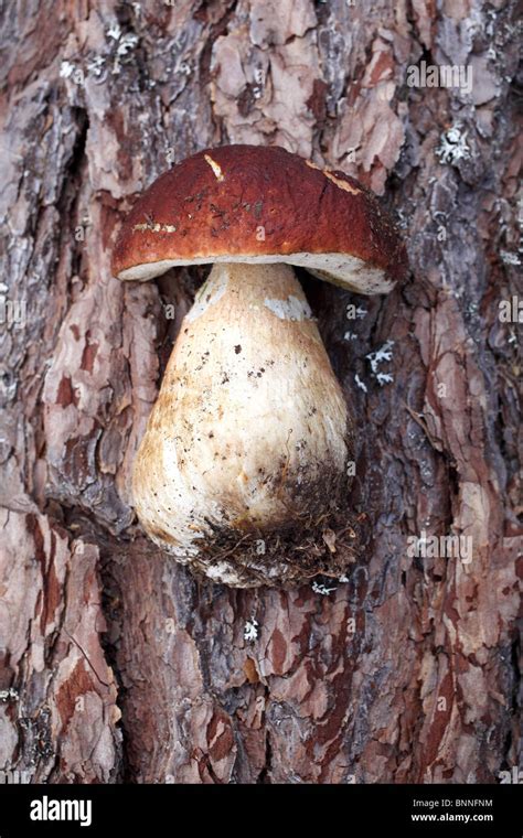 Castaneus Fungus Eatable Chestnut Bolete Stock Photo Alamy