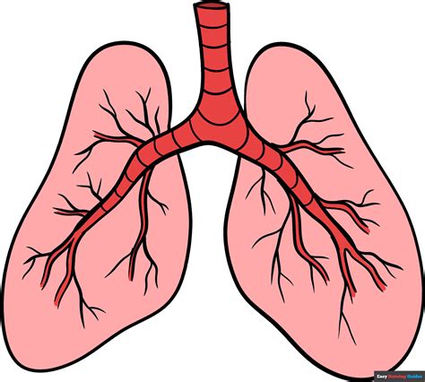 Lung Diagram Lungs Image Simple Lungs Diagram Basic Anatomy And Sexiz Pix