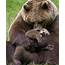 Mama Bear Hugs  AnimalsBeingMoms