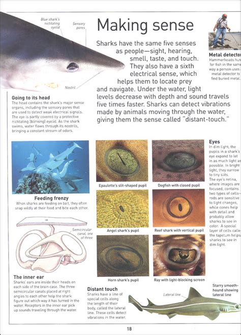 Shark Eyewitness Book Dorling Kindersley 9781465426154