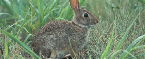 Eastern Cottontail Cottontail Rabbit Missouri Department Of