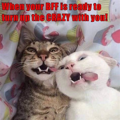 Bffs Cat Quotes Funny Funny Cat Memes Silly Cats