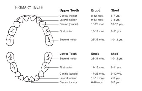 Tooth Chart Port Pediatric Dentistry
