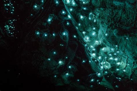 Glow Worms Turn New Zealand Cave Into Starry Night And I Spent Past