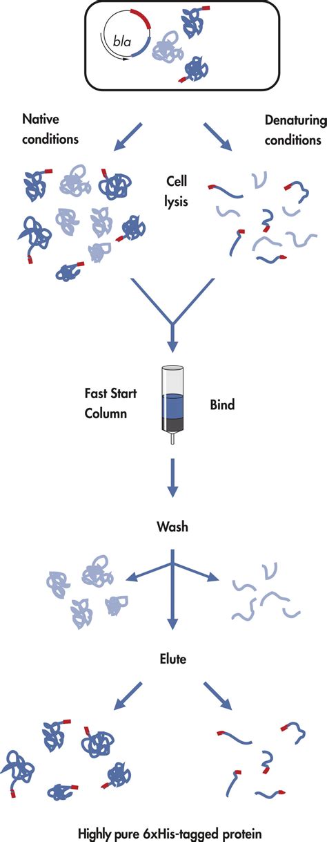 Ni NTA Fast Start Kit