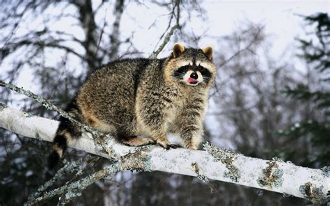 Where You Can Find Raccoons Throughout Winter