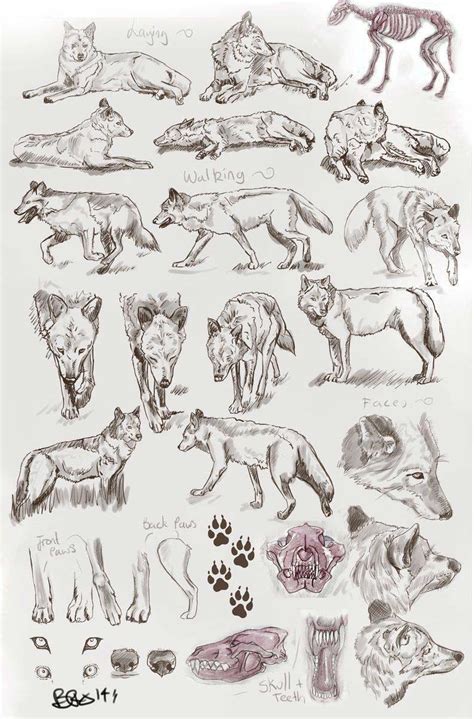 Wolf Drawing Reference And Sketches For Artists
