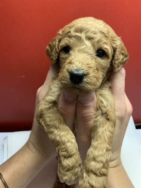 A lot of time and money has been invested in our dogs. Golden Doodle Puppies For Sale | Grand Rapids, MI #310256