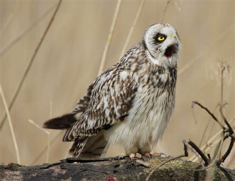 Howards Birdspot Short Eared Owl At Far Ings 13412