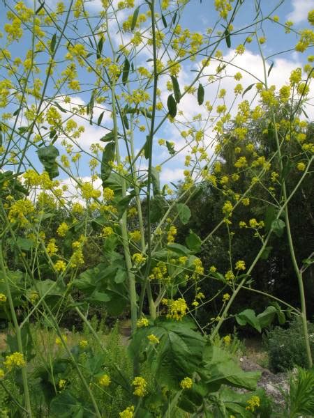 Brassica Nigra L Wdjkoch