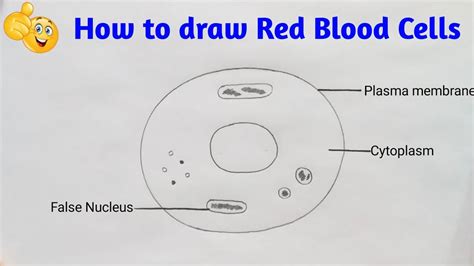 How To Draw Red Blood Cells In Pencil How To Draw Red Blood Cells
