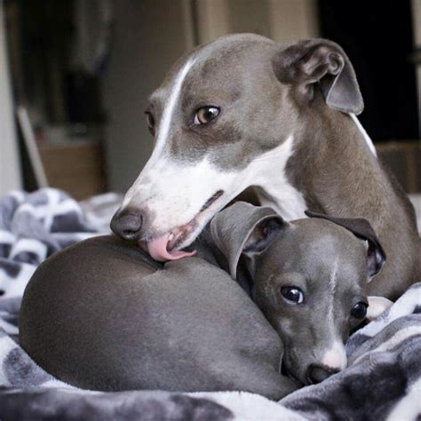 Love At First Sight Italian Greyhound Whippet Dog Dogs