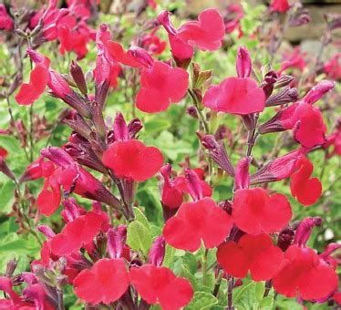 Salvia Heatwave Blaze Uspp Pride Of Place Plants