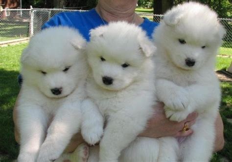 Use custom templates to tell the right story for your business. Samoyed Puppies For Sale | Colorado Springs, CO #222053