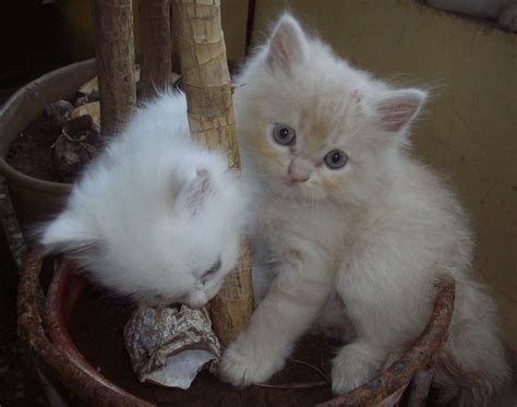 However, those who treat the persian cat with the dignity and gentleness they deserve will be rewarded with an affectionate lap cat who enjoys a good petting, or even a brush through their hair. Doll Faced Persian kittens : Biological Science Picture ...