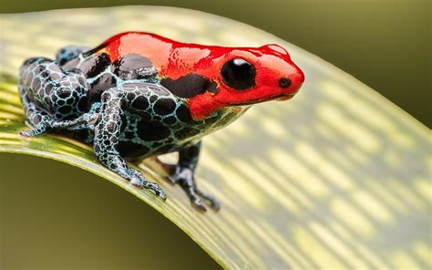 Rainbow Poison Dart Frog Wallpapers Wallpaper Cave