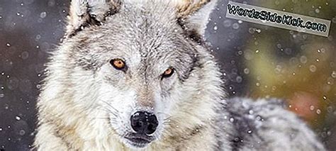 Wolf Fakta Grey Wolves Timber Wolves And Red Wolves 2023 Dyr
