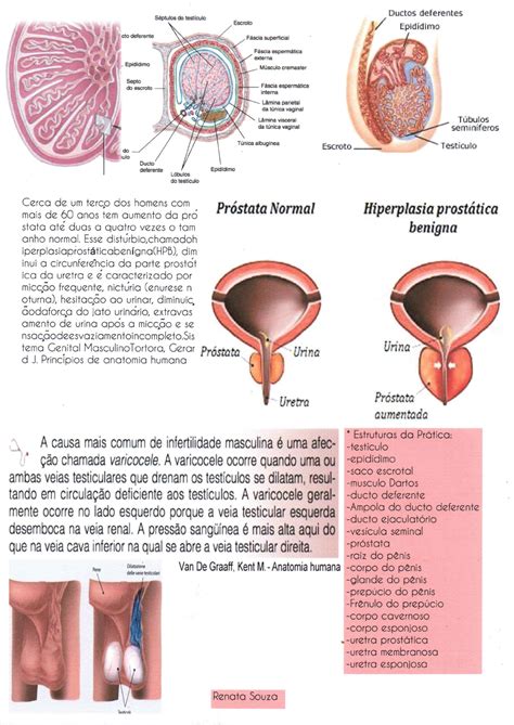 Anatomia Do Sistema Genital Masculino Anatomia I