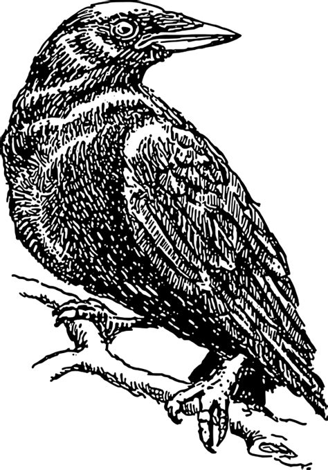 Outline Of Crow