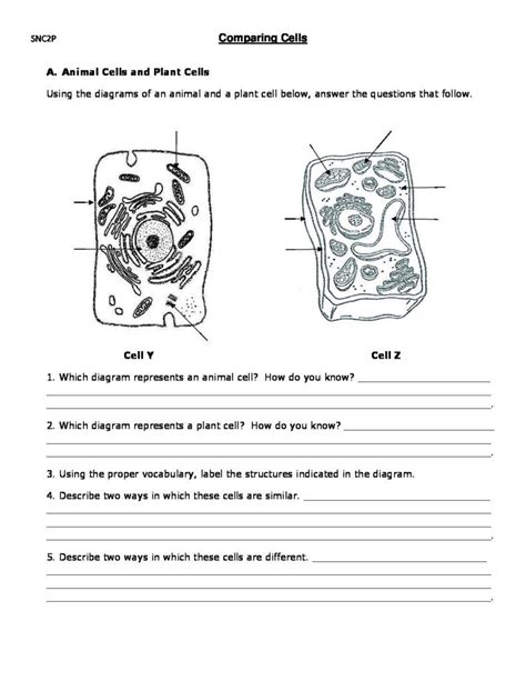 Comparing Plant And Animal Cells Worksheet