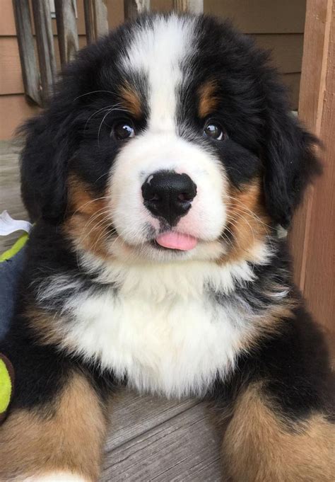 5 things to know about bernese mountain dog puppies. Our new Bernese Mountain Dog puppy Marshal! http://ift.tt/2sz6qwb www.FactToss.com | Babyhunde
