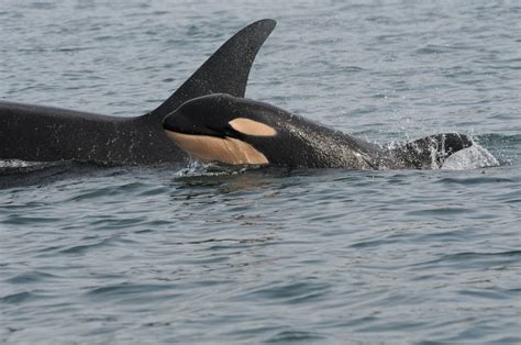Southern Resident Orca Population Dwindles To A 30 Year Low