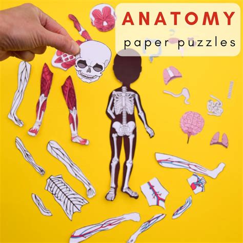 Human Body Anatomy For Children Bundle Paper Dolls Puzzles Etsy