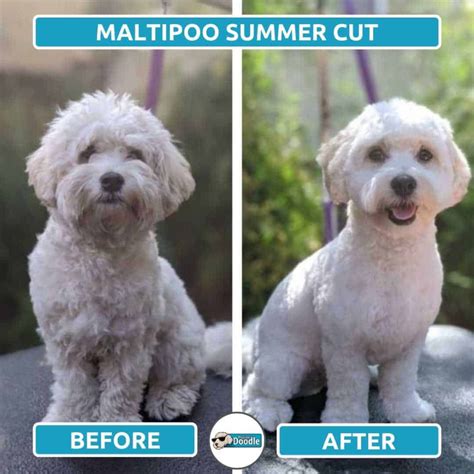 Maltipoo Haircuts Before And After Photos Of Grooming Styles Maltipoo