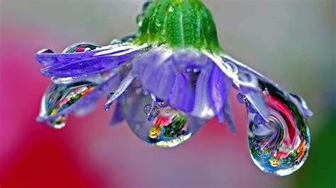 macro of a purple flower with water drops blown glass 4k hd wallpapers hd wallpapers id 31783