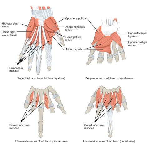 Muscles Of The Lower Arm And Hand Human Anatomy And Physiology Lab Bsb