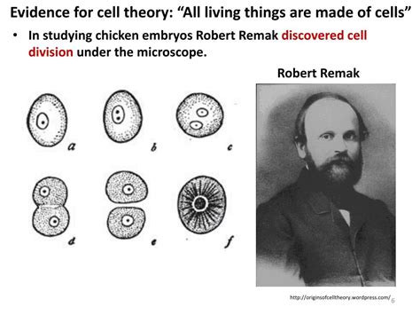 Ppt Cell Theory Powerpoint Presentation Free Download Id2868452