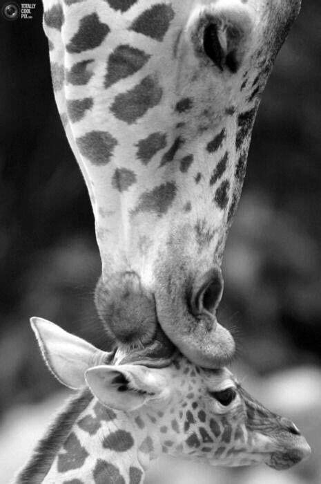 Giraffe Kissing Top Of Baby Giraffes Head Cute Animals Animals Cute