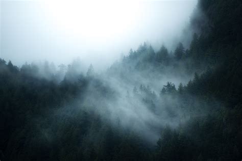 Fog Over A Forest In British Columbia Canada Hd Wallpaper Background