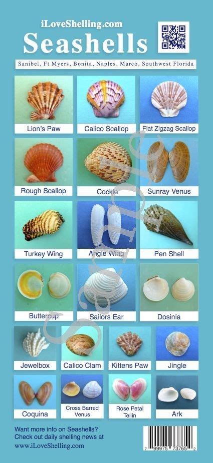 Seashell Id Card 2 Sea Shells Shells Seashell Crafts