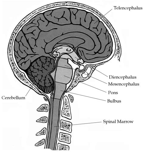 It is enveloped by a set of membranes known as meninges that protect the brain and the spinal cord. Central Nervous System Divisions Of The Brain - Ldwtanka