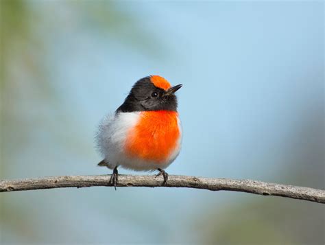 Robins Heather Thorning Photography