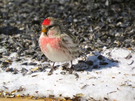 Winter Birds In Northern Wisconsin Feederwatch
