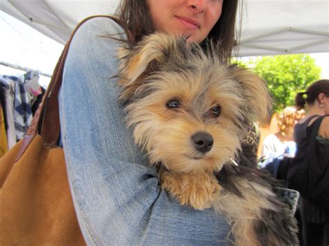 Morkies are relatively small dogs at about 6 to 8 inches tall, weighing around 4 to 8 pounds, while teacup morkies are tinnier. Yorkie Maltese Mix - Dog Training Home | Dog Types